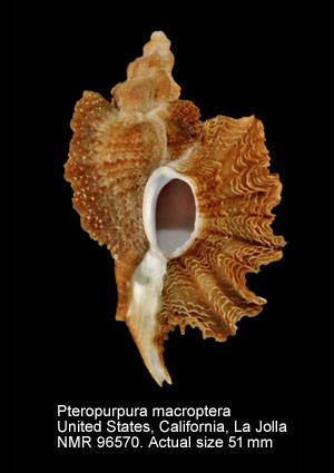 Pteropurpura macroptera (5).jpg - Pteropurpura macroptera (Deshayes,1839)